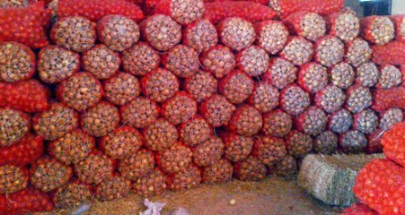 Soğan Stokçularından Komik Gerekçe: Soğuk Erken Geldi