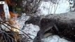 Four hours and five vodka pegs save deer from frozen Siberian river