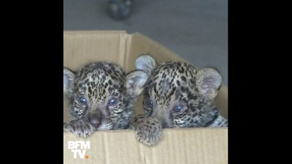 Des jumeaux jaguars sont nés dans un parc animalier en Chine
