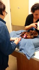 Köpeğiyle Vedalaşan Kadının İzlerken Gözlerinizden Yaş Getirecek Görüntüleri