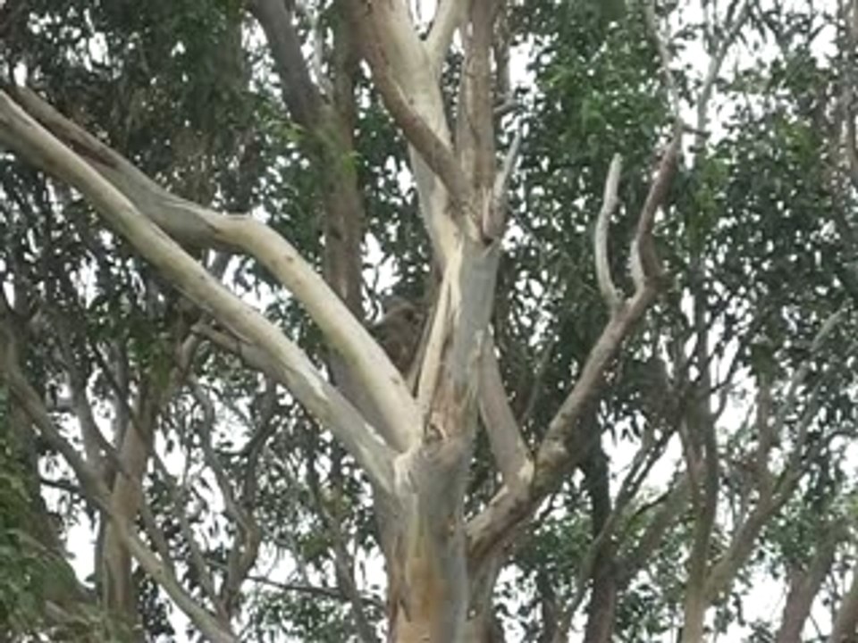 Koala sur un eucalyptus perché