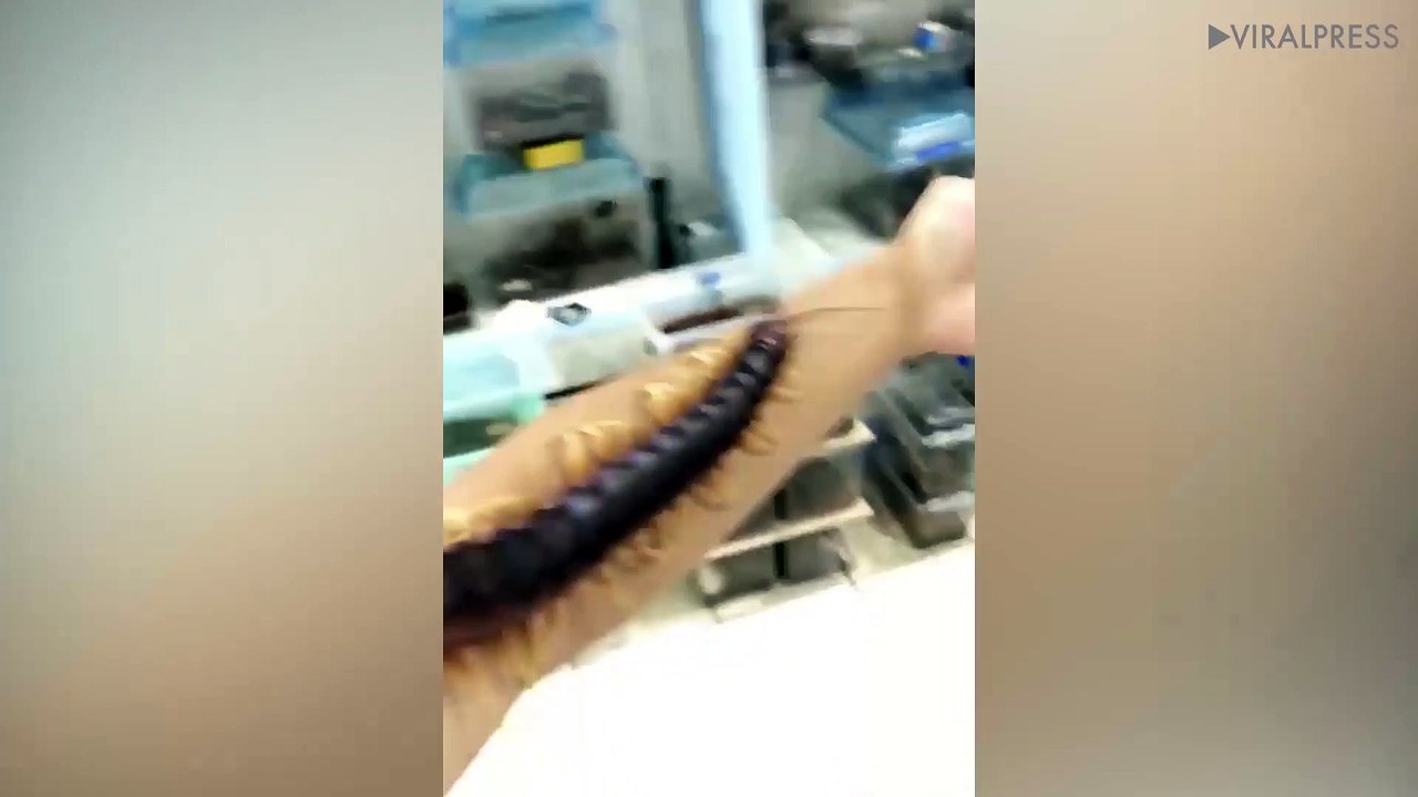 Giant Centipede Crawls On Owner's Arm