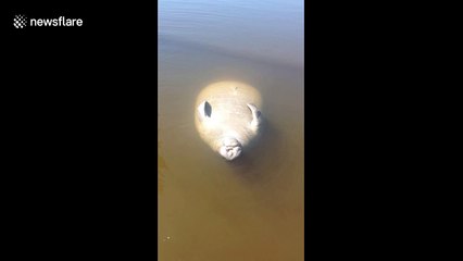 Baby manatee enjoys the sun floating belly-up near Florida beach