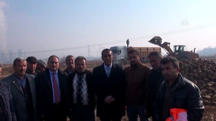 Kahramanmaraş'ta şeker pancarı alımı başladı