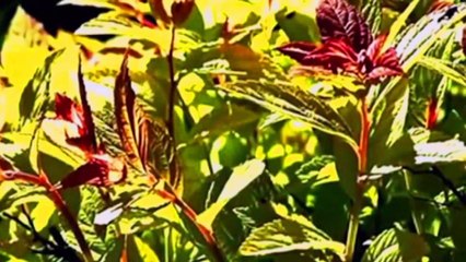 ''Música Para Relajar El Cuerpo, La Mente y El Alma''