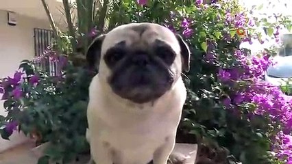 21 Gündür Kayıp Olan ve 3 Dilde Komutları Anlayabilen Pug Cinsi Köpek Bulundu