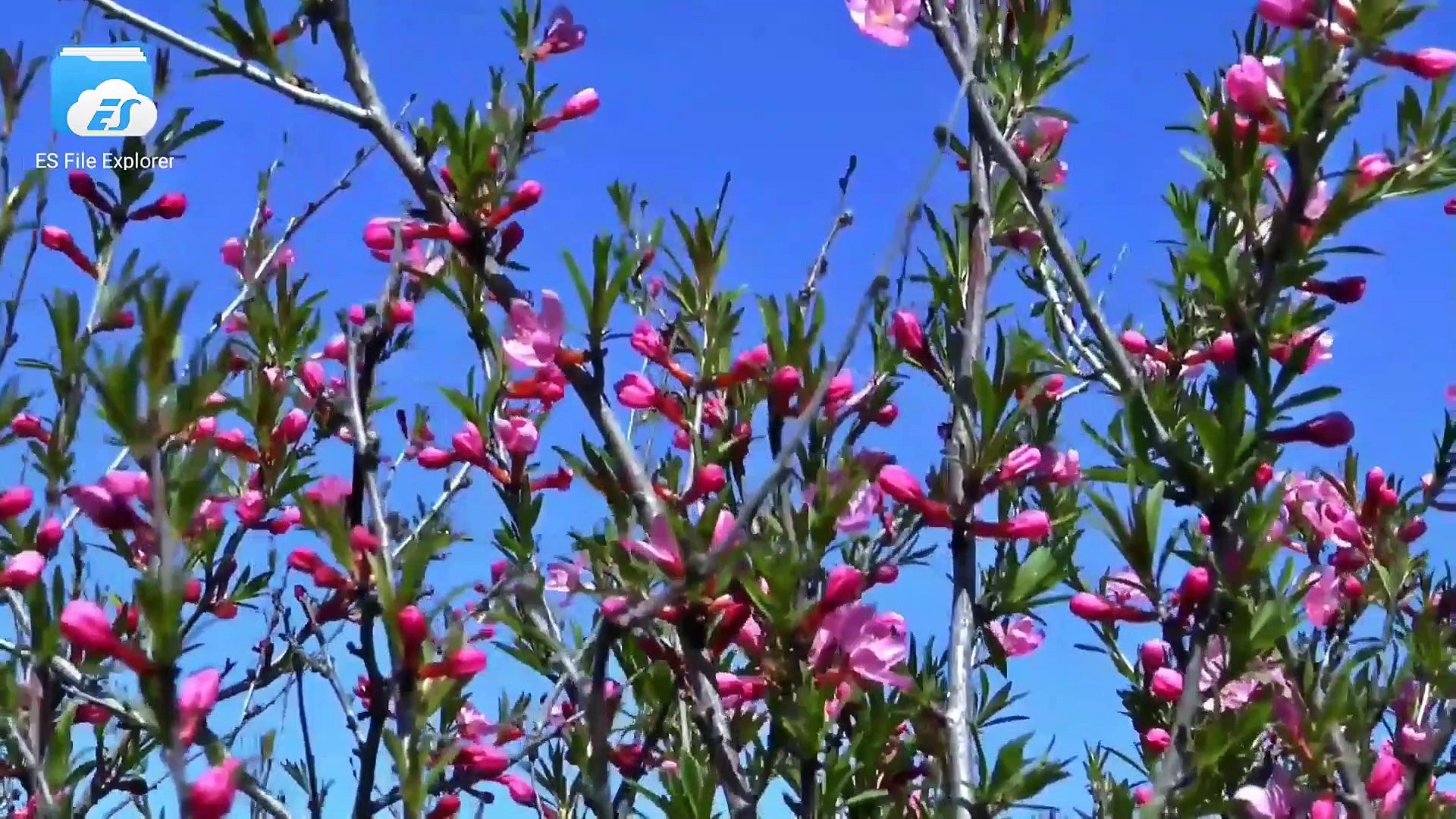 Samsung DSLR 4k video demo Samsung 4k