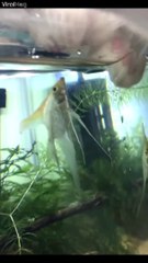 Un poisson fait un petit bisous au chat... Risqué