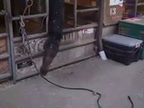 Un cheval très intelligent utilise une corde pour attraper sa nourriture