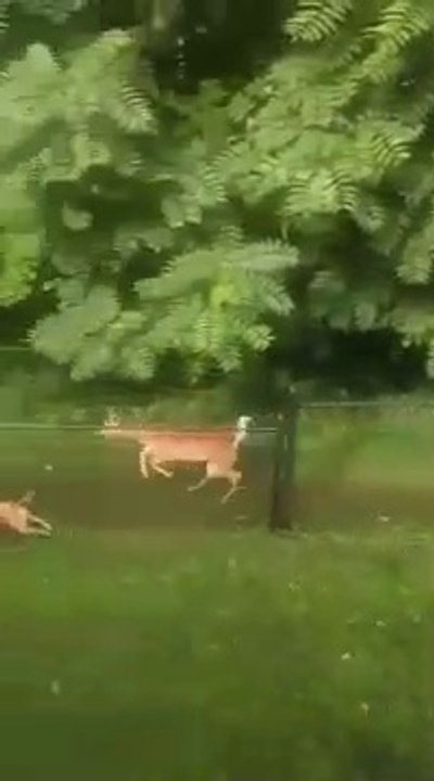 Tải video: Un chien et une biche jouent comme des petits fous... Adorable