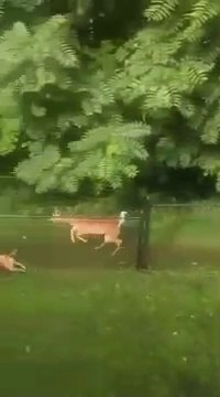 Un chien et une biche jouent comme des petits fous... Adorable