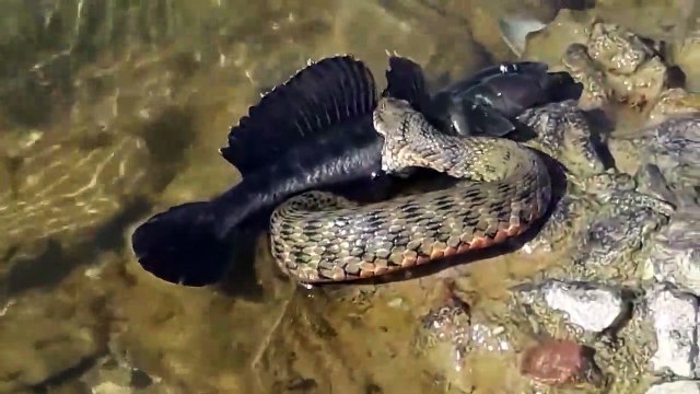 Un serpent sort de l'eau avec un gros poisson dans la gueule... Gourmand