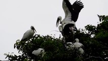 a big lip bird standing on another bird and fighting with each other