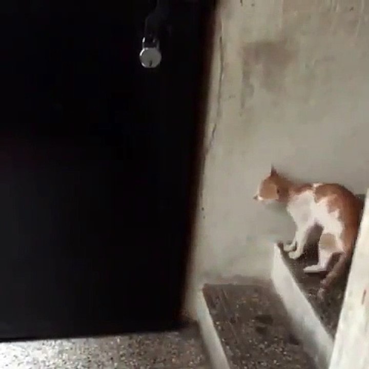Open the door! I am back!