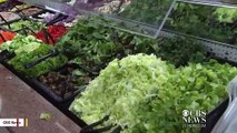 CDC Urges Consumers To Not Eat Romaine Lettuce In Wake Of E. Coli Outbreak