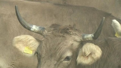 سويسرا تستفتي شعبها حول ترك قرون الماشية أو قطعها