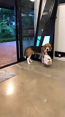 Video herunterladen: Este perro y este pato son amigos inseparables