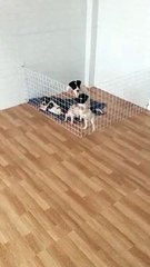 Puppies Tag Team Adorable Escape