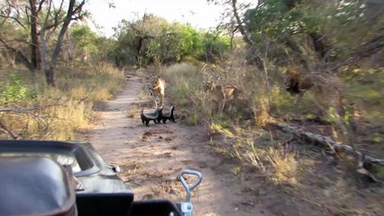 Lions Versus Honey Badgers