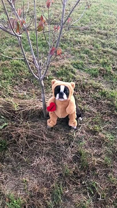 Adorable Pup Dressed Up