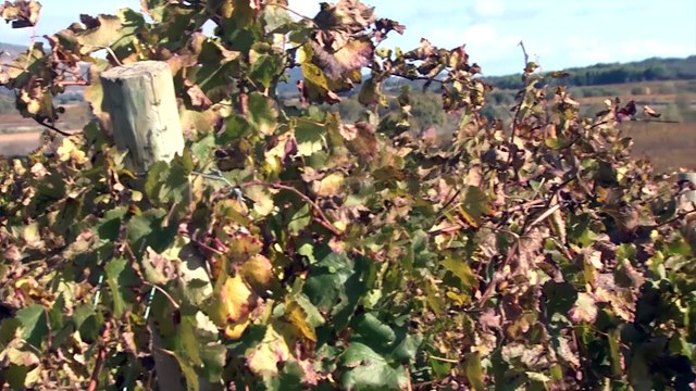 Cayetana Guillén Cuervo, embajadora del Vino D. O. Somontano y la D. O. Jamón de Teruel