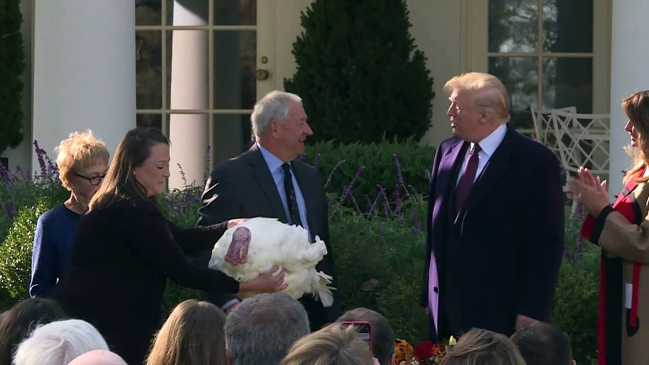Trump pardons turkey Peas refering to political recent stories