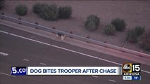 DPS troopers corral dog after hours on Valley freeways