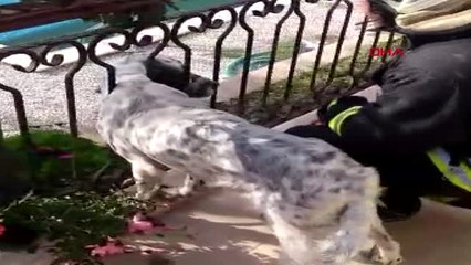 Muğla Demir Korkuluklara Sıkışan Köpek Kurtarıldı