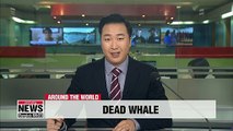 Sperm whale in Indonesia found with 1,000 plastic pieces in stomach