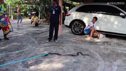 Two Pet Dogs Vs King Cobra