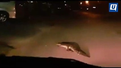 Buaya sepanjang 1.5 meter ditangkap di kawasan perumahan