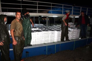 Zonguldak Açıklarında 500 Ton 'Hamsi' Avlandı