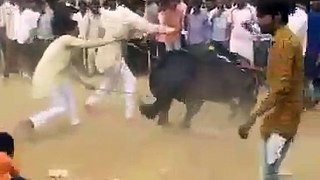 beautiful horse dance