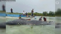 Dead Whale Found With 1,000 Pieces Of Plastic In Its Stomach