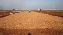 Suriyeliler Ekmeğini Yer Fıstığı Tarlalarında Çalışarak Çıkarıyor