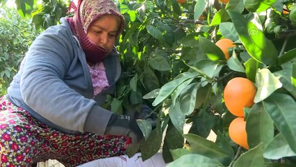 Mandalina ihracatı yarım milyar dolara koşuyor - İZMİR