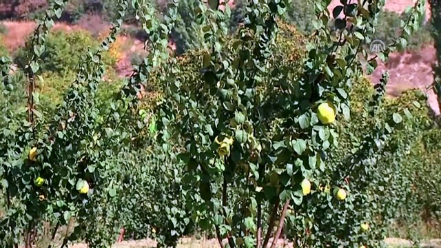 Gördes ayvası dalında satıldı - MANİSA