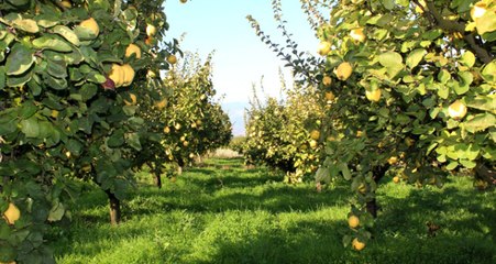 5 Yıl Önce Bitme Noktasına Gelen Gördes Ayvası, Yapılan Çalışmalar Sonucu Dalında Satıldı