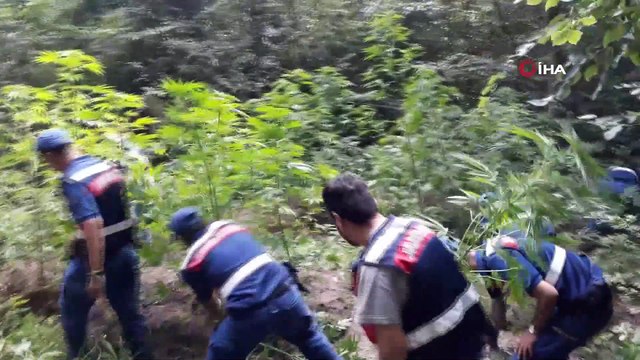 Jandarma ormanda gizlenmiş keneviri drone ile avlıyor