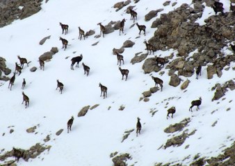 Şamua'lar Sürü Halinde Görüntülendi