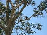 Kookaburras sur un arbre perchés