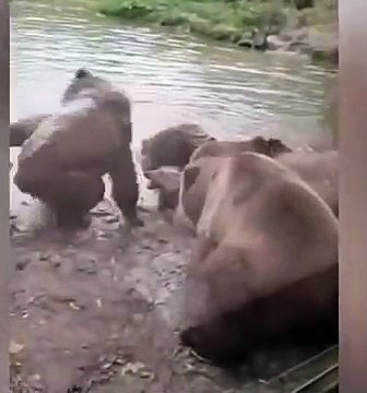 Ces ours engorgent un loup vivant sous le regard des visiteurs effrayés dans un zoo