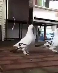 Сделай сальто