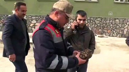 Jandarmalar buldukları yaralı baykuşa sahip çıktı - HATAY