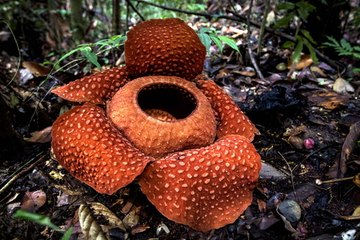 This flower takes 9 months to bloom