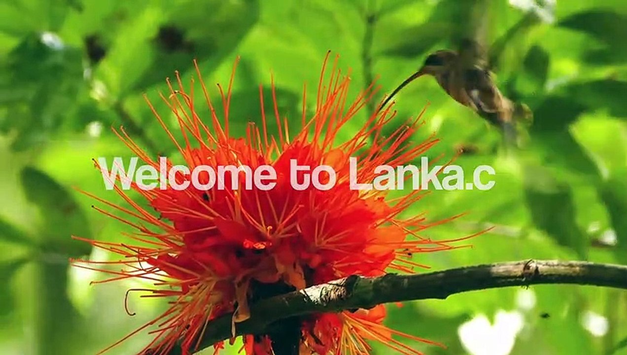 Sri Lanka Airport Car Rental | Yala Safari | Lanka.com