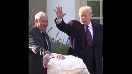 Les deux dindes, Pois et Carotte, ont été graciées par Donald Trump