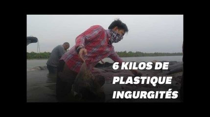 Download Video: Ce cachalot est retrouvé mort avec 6 kilos de plastique dans le ventre