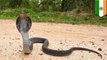 Bocah 7 tahun asal India bersahabat dengan ular kobra- TomoNews