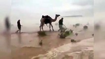 Un océano en el desierto: camellos frene a la tormenta perfecta